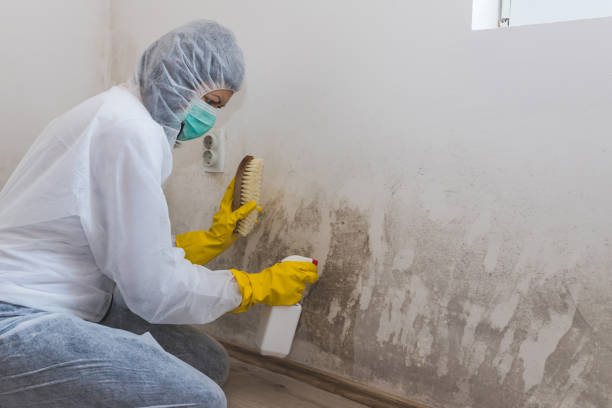 Best Industrial Mold Remediation in Dover, AR