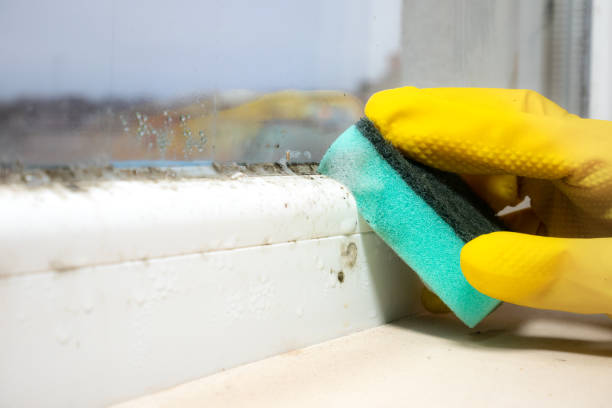 Best Mold Remediation for Specific Building Types in Dover, AR