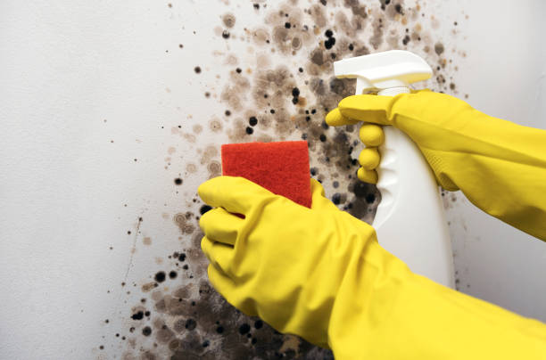 Best Attic Mold Remediation in Dover, AR