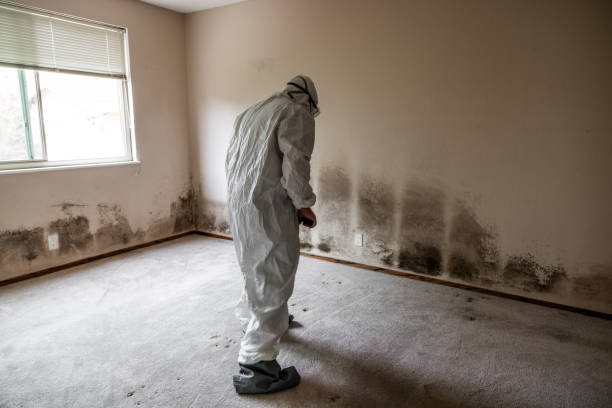 Best Kitchen Mold Remediation in Dover, AR