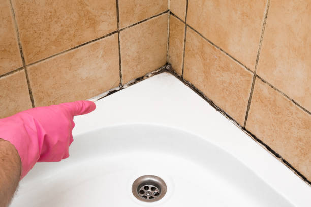 Best Black Mold Remediation in Dover, AR